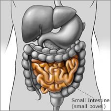 Small Intestine Location