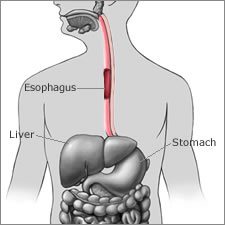 Esophagus Location